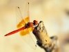 Trithemis kirbyi - male - IMG_9094