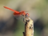 Trithemis kirbyi - male IMG_9107