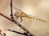 Trithemis kirbyi - female immature IMG_9285