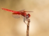 Trithemis kirbyi - male - IMG_9471