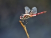 Sympetrum fonscolombii - male IMG_9487