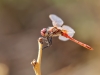 Sympetrum fonscolombii - male _IMG_0079