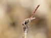 Sympetrum sinaiticum - male _IMG_0210