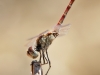 Sympetrum sinaiticum - male _IMG_0216