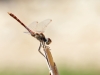 Sympetrum sinaiticum - male _IMG_0224