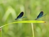 Calopteryx virgo - two males_IMG_2158