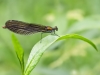 Calopteryx virgo - female_IMG_2226