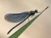 Calopteryx virgo