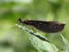 Calopteryx virgo female