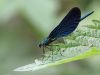 Calopteryx virgo