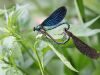 Calopteryx virgo Kopula