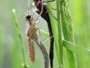 Calopteryx splendens - female - Metamorphose