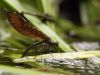 Calopteryx virgo - female - Eiablage