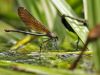 Calopteryx virgo - female