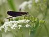 Calopteryx virgo - female