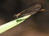 Calopteryx virgo - female