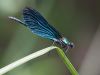 Calopteryx virgo - male_img_6333