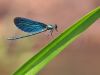 Calopteryx virgo - male_img_629