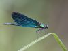 Calopteryx virgo - male_img_6