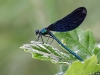 Calopteryx virgo - male