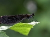 Calopteryx virgo