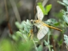 Sympetrum fonscolombii - male_im