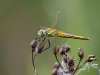 Sympetrum fonscolombii