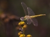 Sympetrum fonscolombii