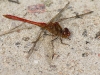 Sympetrum meridionale