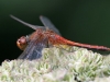 Sympetrum flaveolum