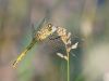 Sympetrum fonscolombii-female