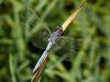 Orthetrum coerulescens ssp. anceps - male mature / by Stephan Dörfler