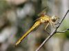 Orthetrum coerulescens ssp. anceps - female immature / by Stephan Dörfler