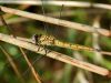 Orthetrum coerulescens ssp. anceps - male immature / by Stephan Dörfler