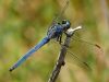 Orthetrum coerulescens ssp. anceps - male / by Stephan Dörfler