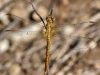 Orthetrum coerulescens ssp. anceps - female immature / by Stephan Dörfler