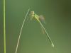 Lestes virens - female immature