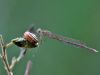 Sympecma paedisca - male _img_156