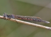 Sympecma paedisca