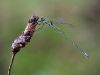 Lestes virens Männchen