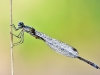 Lestes virens