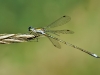 Lestes virens