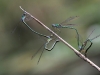 Lestes virens