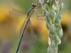 Lestes virens Weibchen