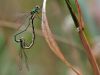 Lestes virens - kopula - img_26