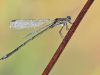 Lestes virens - male_img_2876