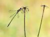 Lestes virens - male_img_2991