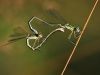 Lestes virens - kopula - img_99