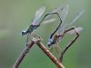 Lestes virens - tandem lay eggs