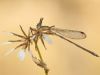 Lestes virens - adult male.IMG_4218